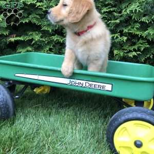 Abigail, Golden Retriever Puppy