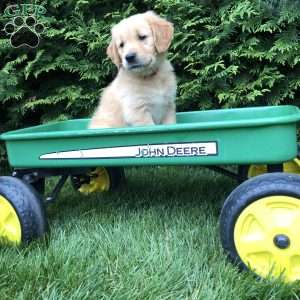 Abigail, Golden Retriever Puppy