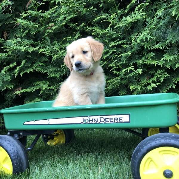 Abigail, Golden Retriever Puppy