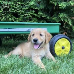 Abigail, Golden Retriever Puppy