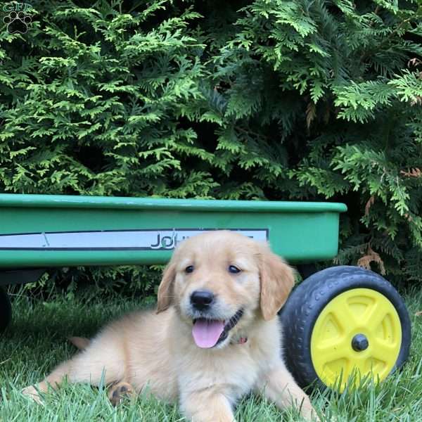 Abigail, Golden Retriever Puppy