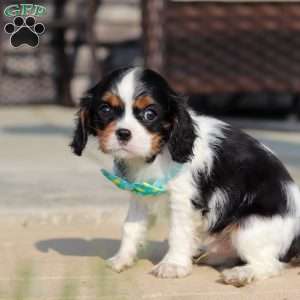 Ace, Cavalier King Charles Spaniel Puppy