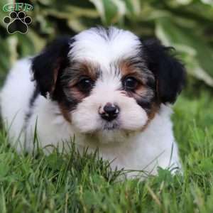 Ace, Yorkie Poo Puppy