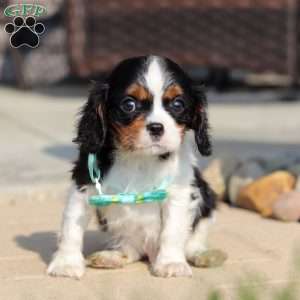Ace, Cavalier King Charles Spaniel Puppy