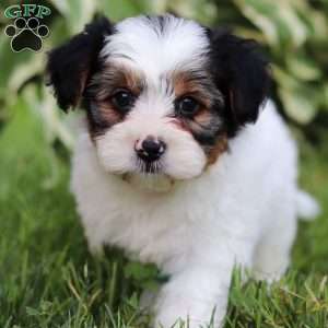 Ace, Yorkie Poo Puppy