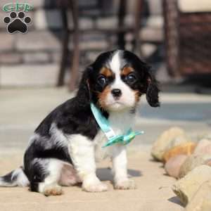 Ace, Cavalier King Charles Spaniel Puppy