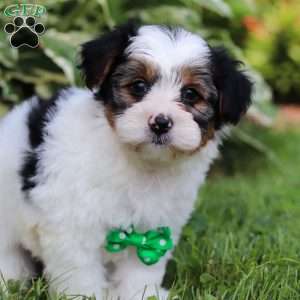 Ace, Yorkie Poo Puppy