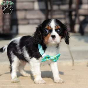 Ace, Cavalier King Charles Spaniel Puppy