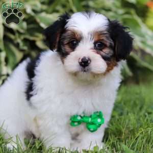 Ace, Yorkie Poo Puppy