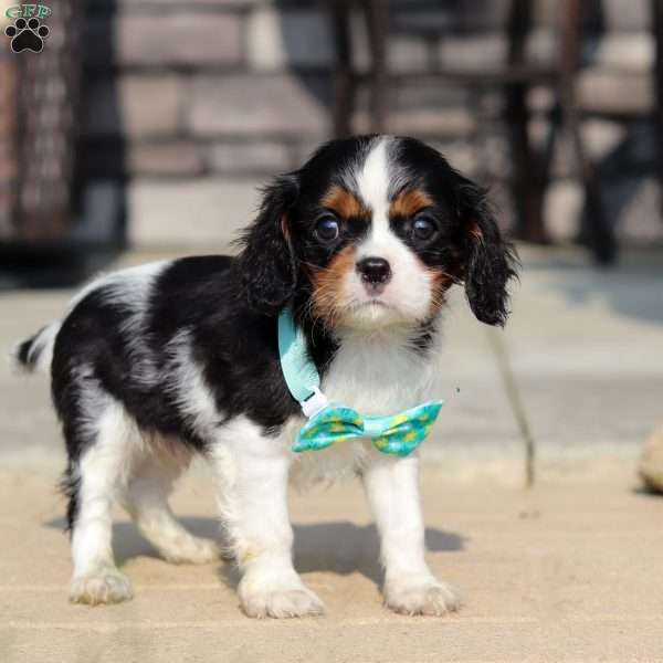 Ace, Cavalier King Charles Spaniel Puppy