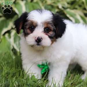 Ace, Yorkie Poo Puppy