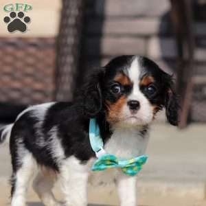 Ace, Cavalier King Charles Spaniel Puppy