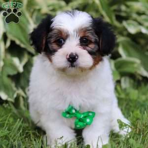 Ace, Yorkie Poo Puppy