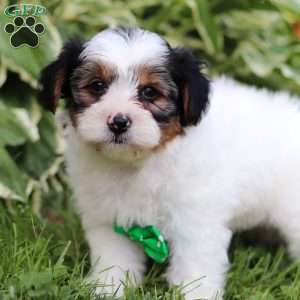 Ace, Yorkie Poo Puppy