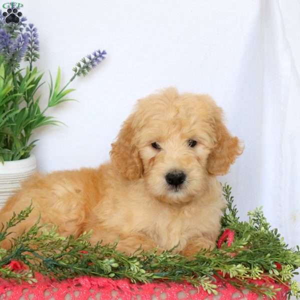Ace, Goldendoodle Puppy