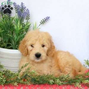 Ace, Goldendoodle Puppy