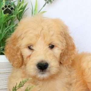 Ace, Goldendoodle Puppy