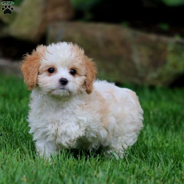 Ace, Cavachon Puppy