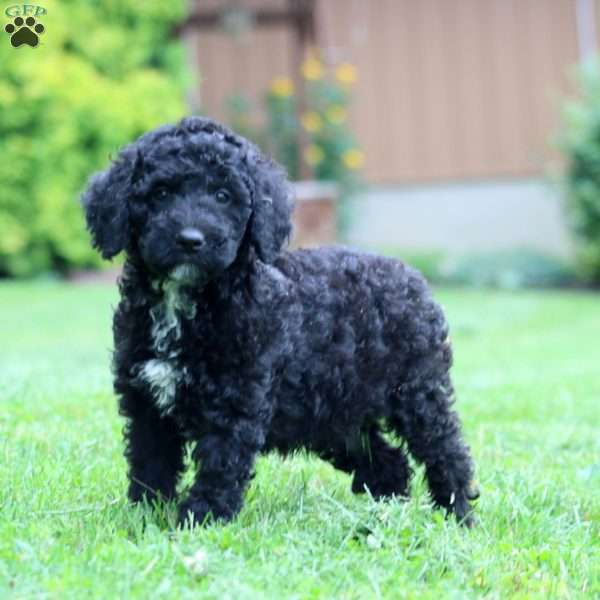 Ace, Miniature Poodle Puppy