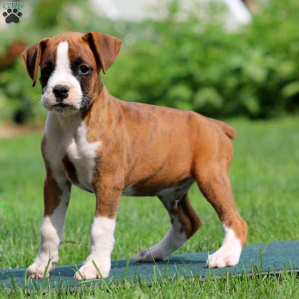 Ace, Boxer Puppy