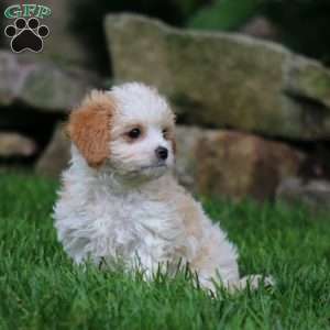 Ace, Cavachon Puppy