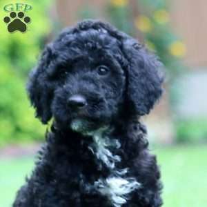 Ace, Miniature Poodle Puppy