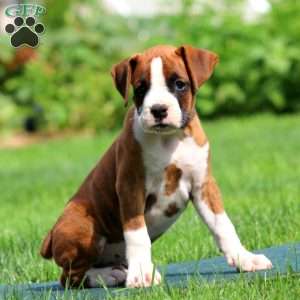 Ace, Boxer Puppy