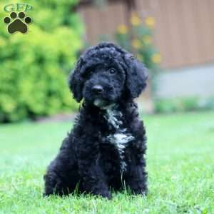 Ace, Miniature Poodle Puppy
