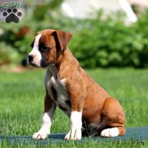 Ace, Boxer Puppy