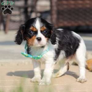 Ace, Cavalier King Charles Spaniel Puppy