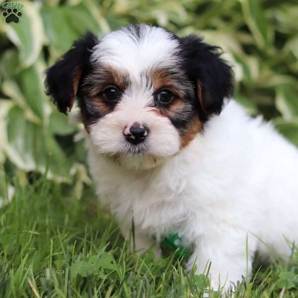 Ace, Yorkie Poo Puppy