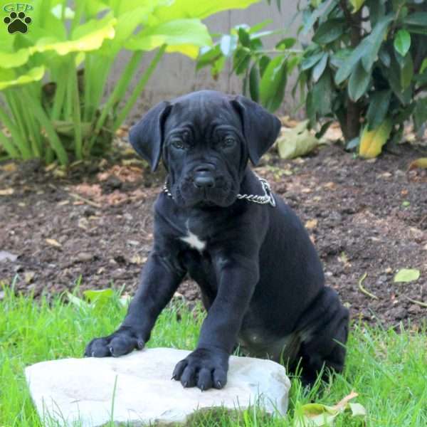 Achilles, Cane Corso Puppy
