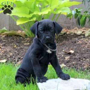 Achilles, Cane Corso Puppy