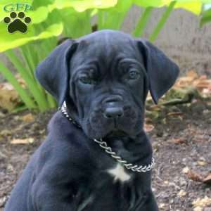 Achilles, Cane Corso Puppy