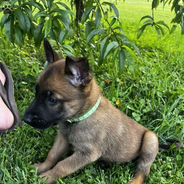 Achilles, Belgian Malinois Puppy