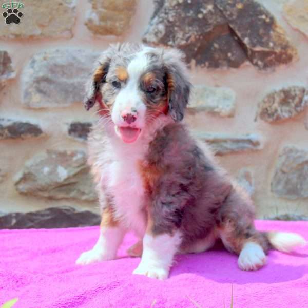 Adam, Mini Bernedoodle Puppy