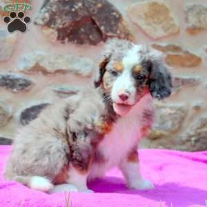 Adam, Mini Bernedoodle Puppy