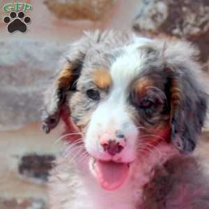 Adam, Mini Bernedoodle Puppy