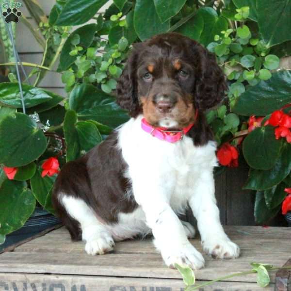 Adelaide, English Springer Spaniel Puppy