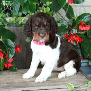 Adelaide, English Springer Spaniel Puppy