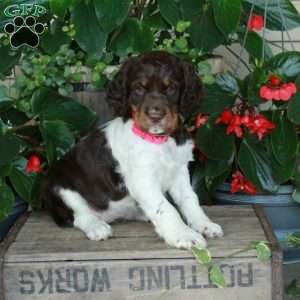 Adelaide, English Springer Spaniel Puppy