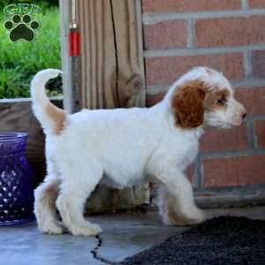 Alaska, Goldendoodle Puppy