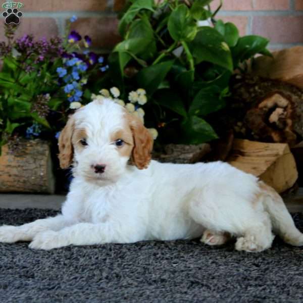 Alaska, Goldendoodle Puppy