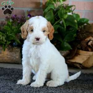 Alaska, Goldendoodle Puppy
