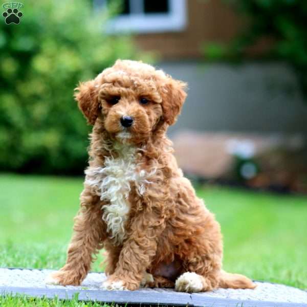 Alec, Miniature Poodle Puppy