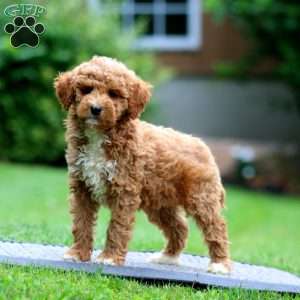Alec, Miniature Poodle Puppy