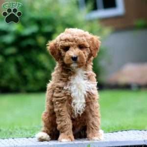 Alec, Miniature Poodle Puppy