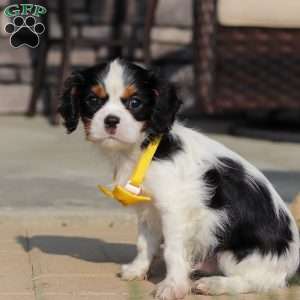 Alex, Cavalier King Charles Spaniel Puppy