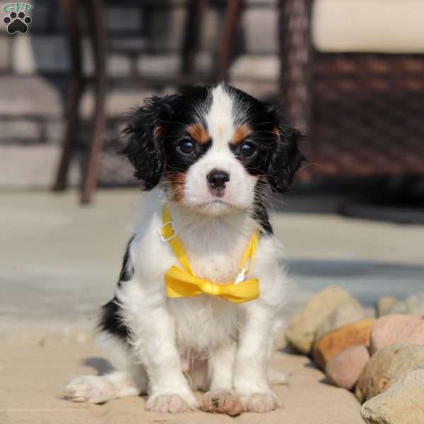 Alex, Cavalier King Charles Spaniel Puppy