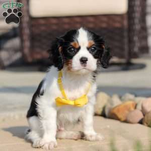 Alex, Cavalier King Charles Spaniel Puppy
